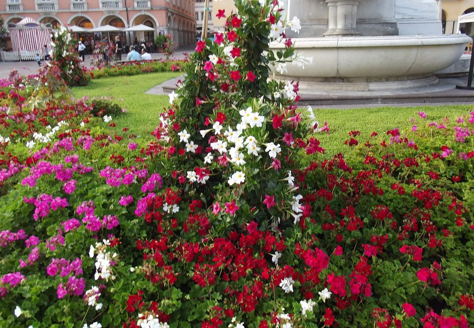 Aiuole fiorite in Piazza Walther a Bolzano: gerani rossi, fucsia e bianchi e una piramide di dipladenie bianche e rosse in primo piano, sullo sfondo la vasca in pietra chiara della fontana e i portici della piazza