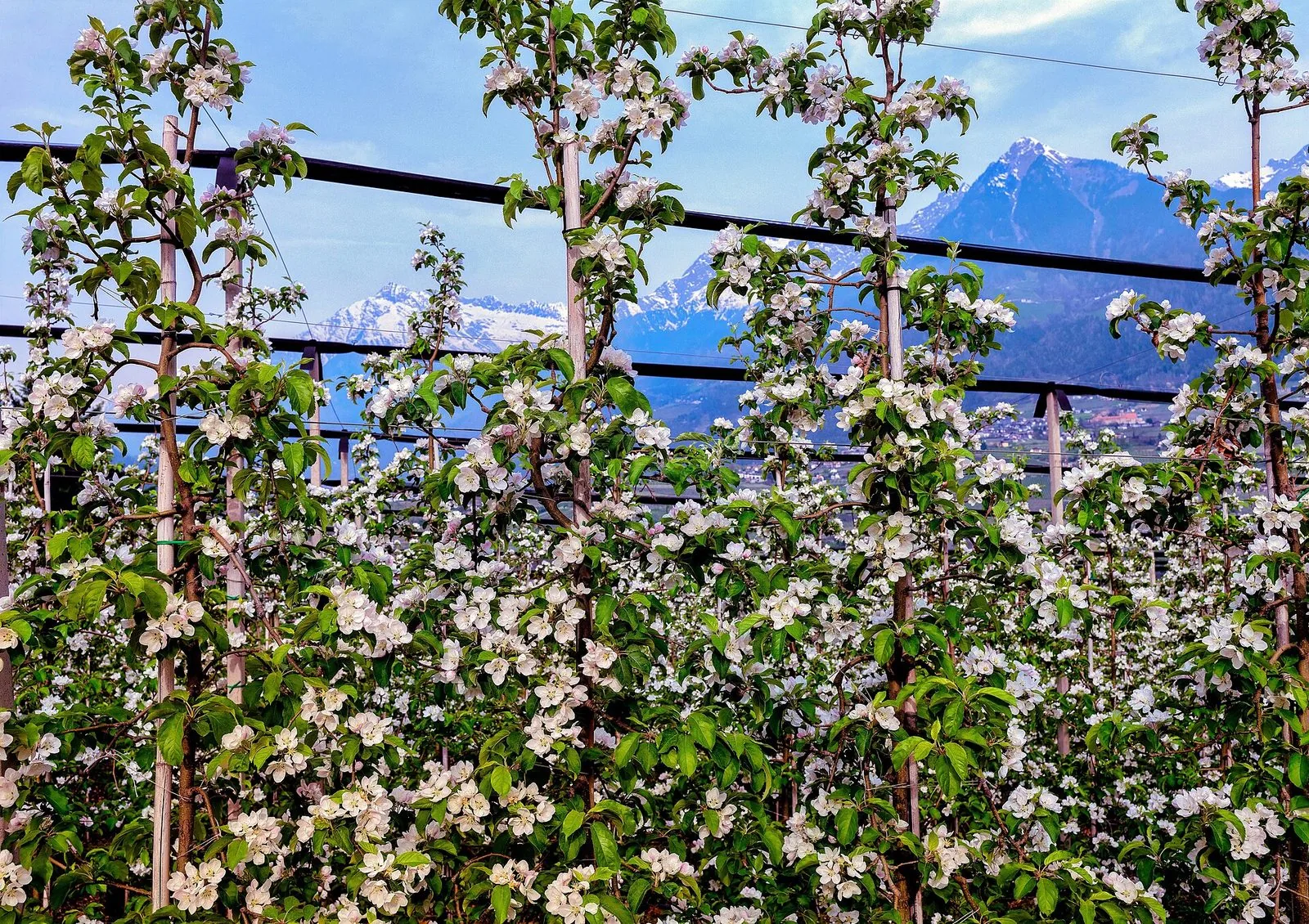 Filari di meli in piena fioritura, con fiori bianchi e rosati e foglie verdi, sostenuti da pali e fili; sullo sfondo montagne con cime innevate sotto un cielo azzurro